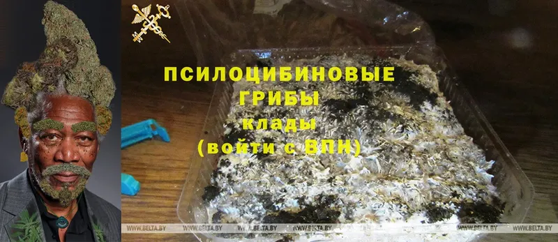 Псилоцибиновые грибы MAGIC MUSHROOMS  наркота  Пудож 